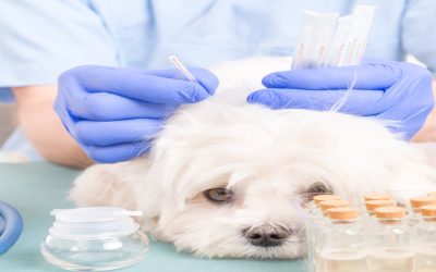 Angel City Animal Hospital