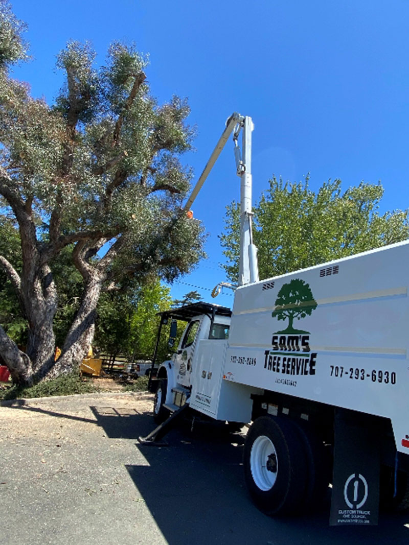 Sam’s Tree Services