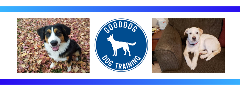 Gooddog Dog Training
