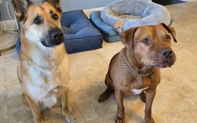 Bark Busters Home Dog Training Boca Raton