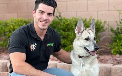 Bark Busters Home Dog Training Houston