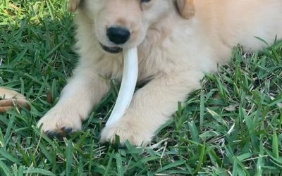 Bark Busters Treasure Coast