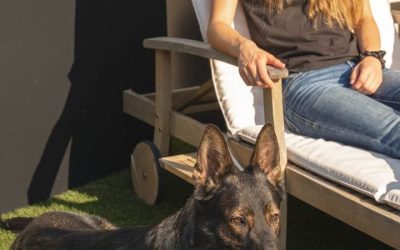 Canine Protection International